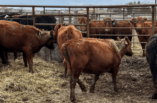 Ranchers found guilty of animal mistreatment and illegal sales