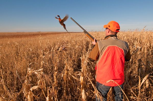 Pheasant season begins Saturday with big numbers expected