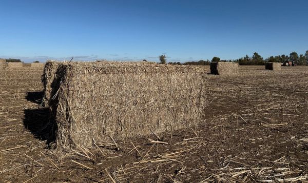 Hemp industry grows amid federal legality battle