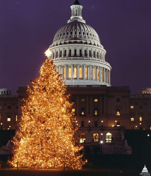 Fact brief: Has SD ever supplied the National Christmas Tree in Washington?