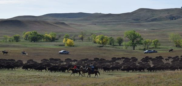 In photos: 2026 Custer State Park Buffalo Roundup