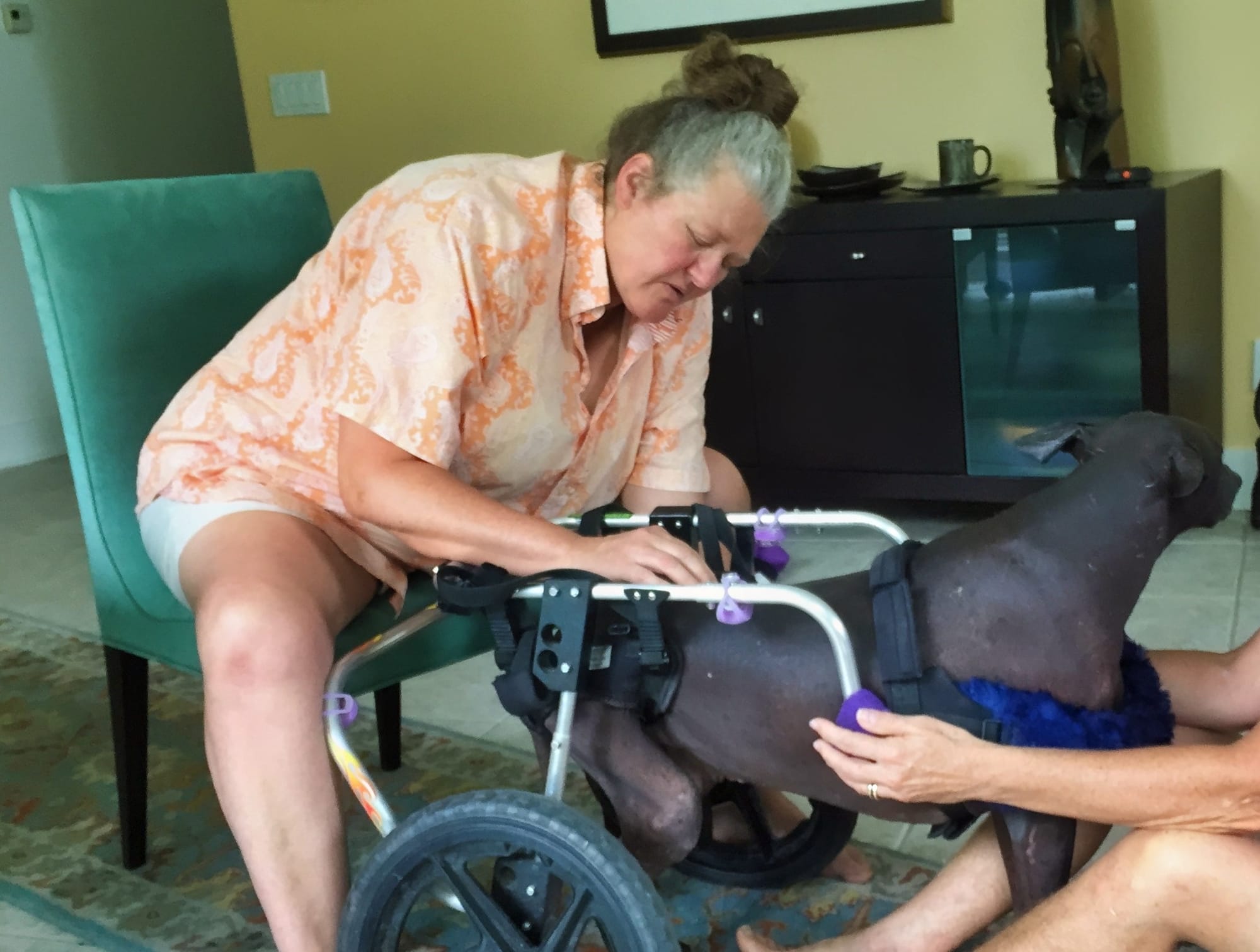 animal acupuncturist treating dog in a wheelchair