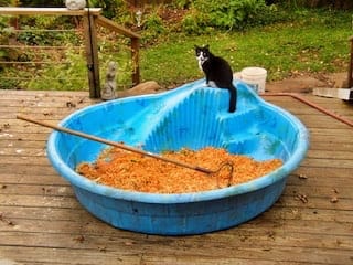 Itty Bitty cat perched on rim of blue baby pool full of dog food