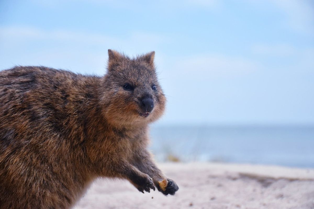 quokka with snack in paw appears to be hamming it up in front of camera at beach