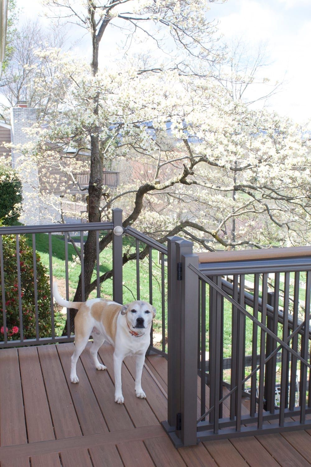 Food’s Best Friend: Greta's Magic Dog Mush