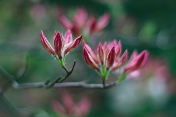 azaleas on bush in early stage of bloom