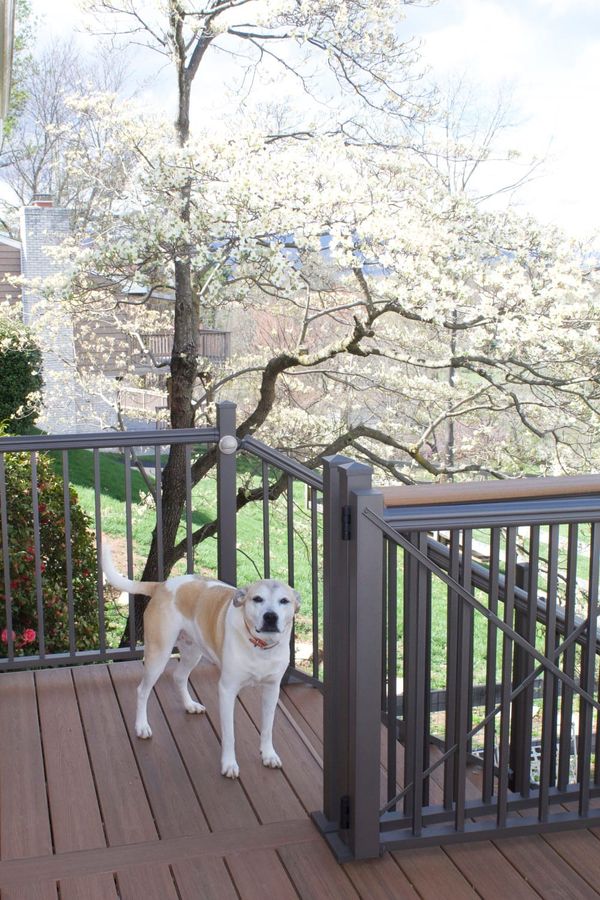 Food’s Best Friend: Greta's Magic Dog Mush