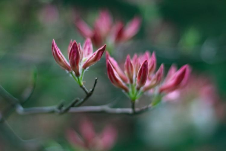 azaleas on bush in early stage of bloom