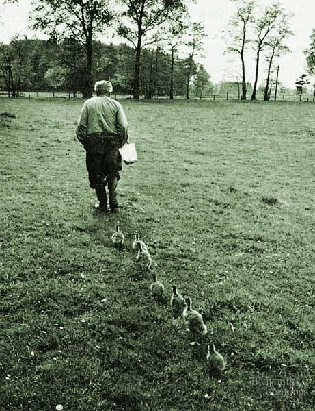 It’s a picture of an older gentleman walkin’ away from the camera with a trail a’ cute li’l geese followin’ him.