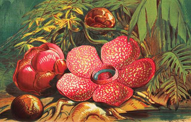 It’s a drawin of a big five-lobed flower that’s a bright scarlet with yellow spots, plus a couple of large flower buds. It’s growin near the ground in a jungle-like settin.