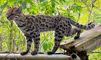 It’s a cute kitty cat!