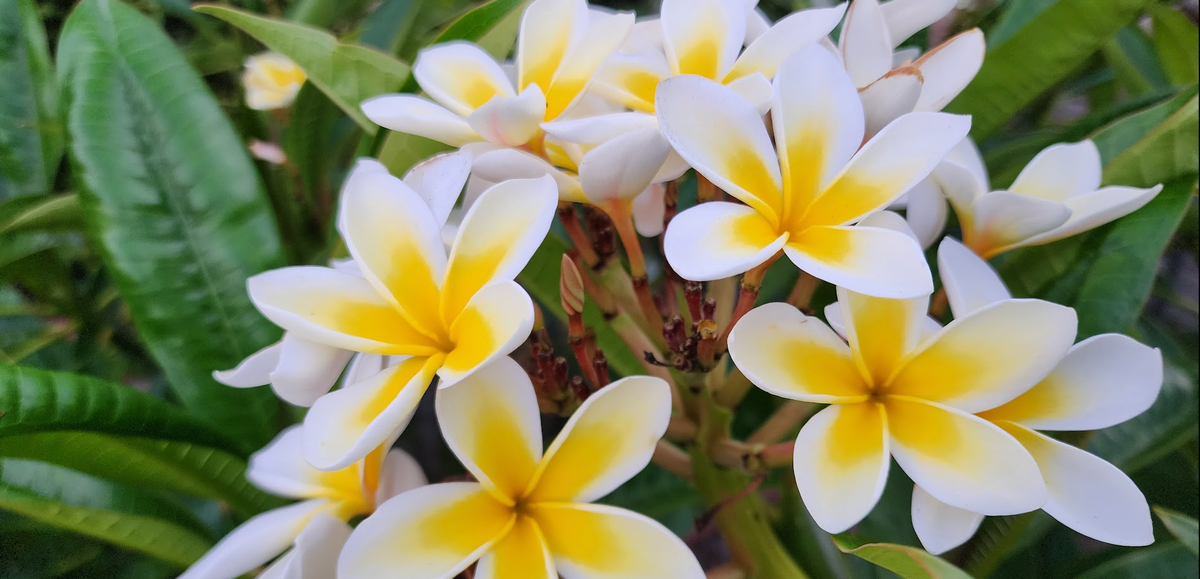A cluster of yellow and white plumerias with green leaves in the background.