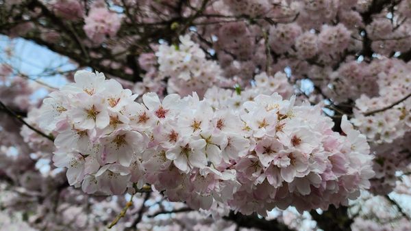 A branch covered with pink-edged white cherry blossoms, with other blossom-covered branches behind it. Photo by e. drake kajiok
