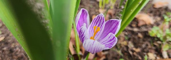 A white and purple crocus recently emerged.