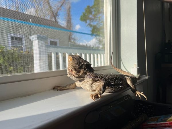 Bearded dragons and their ladies