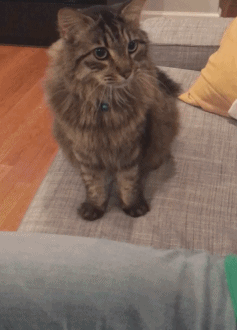 Cat Deal GIF