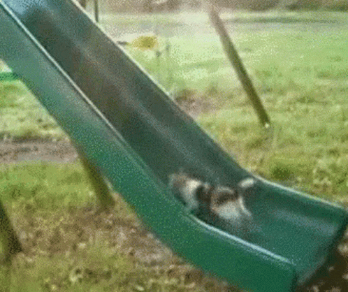 a cat is going down a slide in a park .