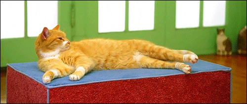 Cat GIF