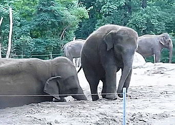 Push GIF