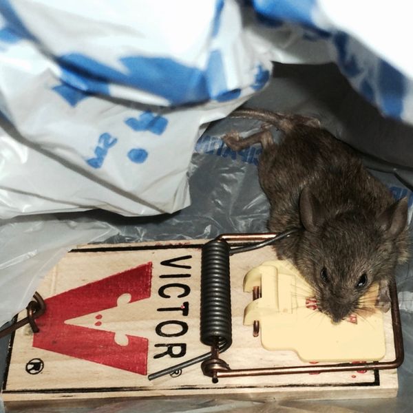 Adaptive Logic of Nature: A Treatise on Reality, Power, Morality, Identity, and Human Coordination