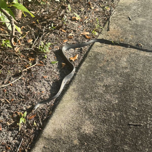 Imprint, Mediation, and Manifestation: Functional Collapse Across Palo, Kabbalah, Chaos Magic, and Yogācāra