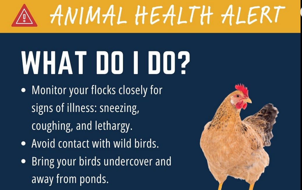 WSDA finds bird flu near Moses Lake, health advisory issued