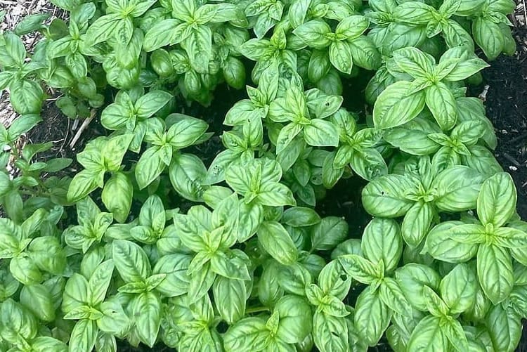 Would-be gardeners, a simple message: 'Just plant something'