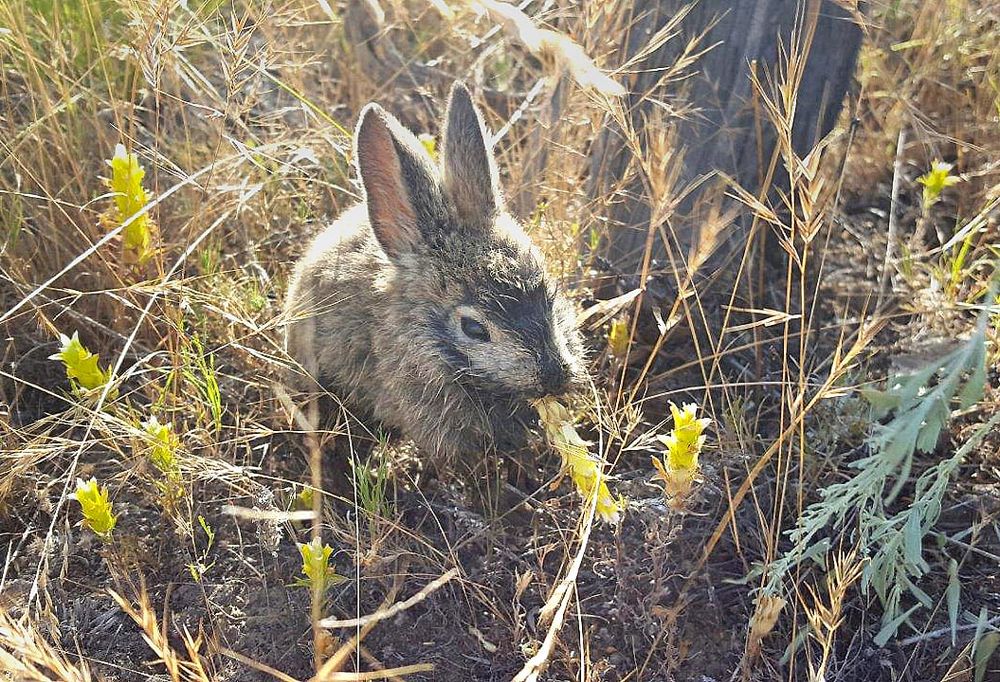 WDFW plans controlled burn in Sagebrush Flats area this spring post image