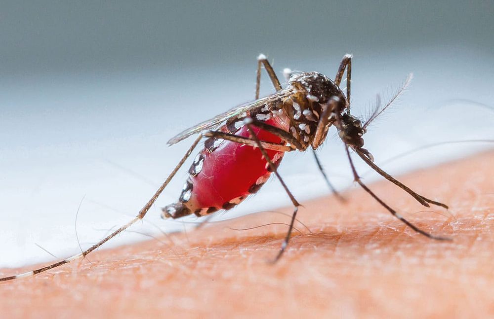 WNV detected in mosquito sampling near Moses Lake post image