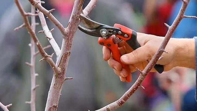 It's winter: prime time to prep for the gardening season post image