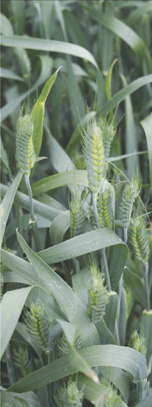 DRYLAND FARM LEASING OPPORTUNITY post image