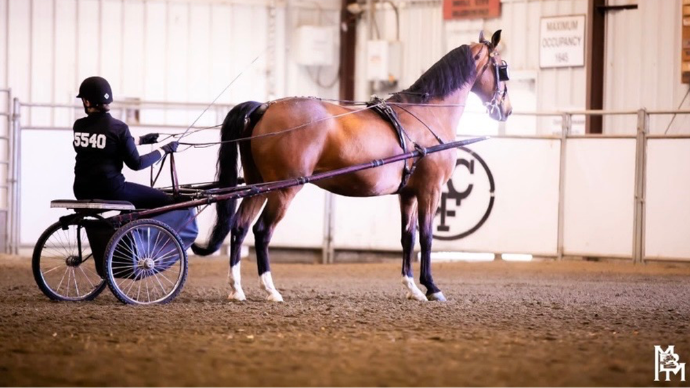 GC Equestrians close regular season; five qualify for state post image