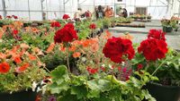 Blooming plant sales provide proof: spring is in the air post image