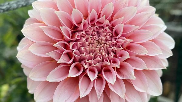 Dazzling dahlias: eye-catching darlings of the flower world post image