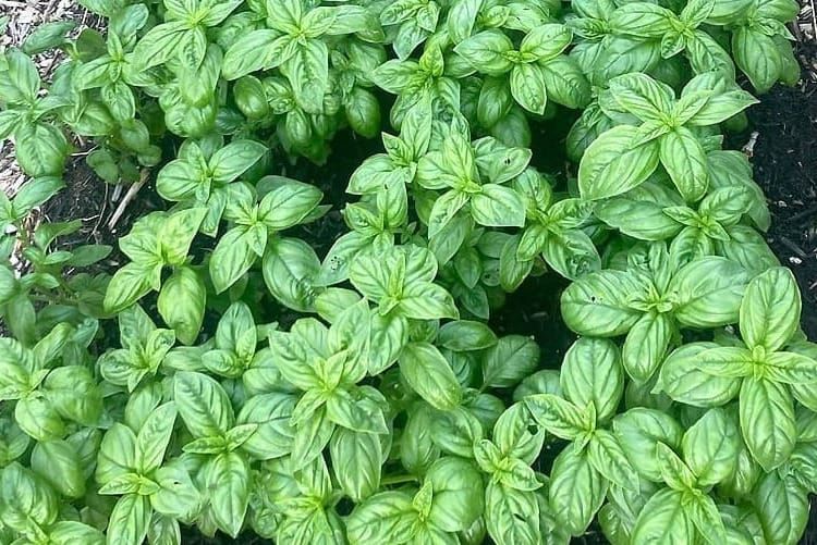 Would-be gardeners, a simple message: 'Just plant something' post image