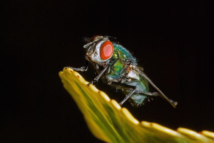 A bug-free summer and its ominous implications.