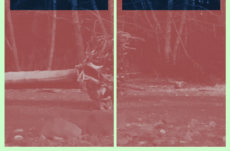 WordPress Note: Fixing the Judder on a Cover Block in Safari