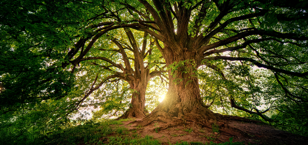 Space to Team: Creating Space for Collective Success