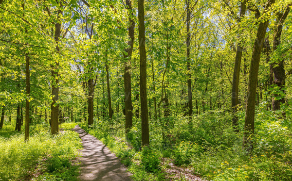 Sacred Pathways: Wisdom in Leadership and Healing