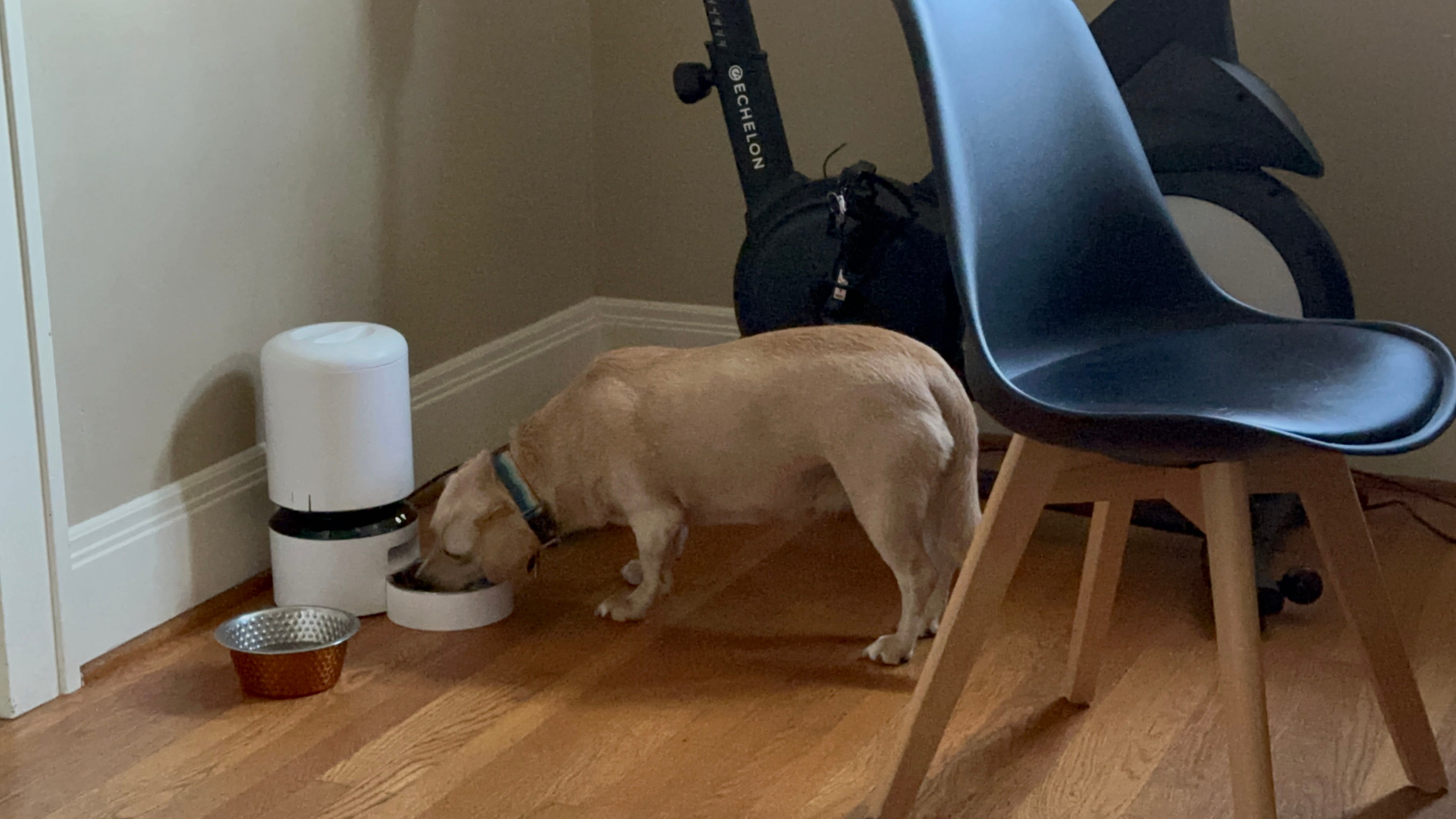 Lottie the dog eating out of her bowl, which is attached to what looks like the mix of a trash can and a blender. That's Chef Robo, the automatic dog feeder.