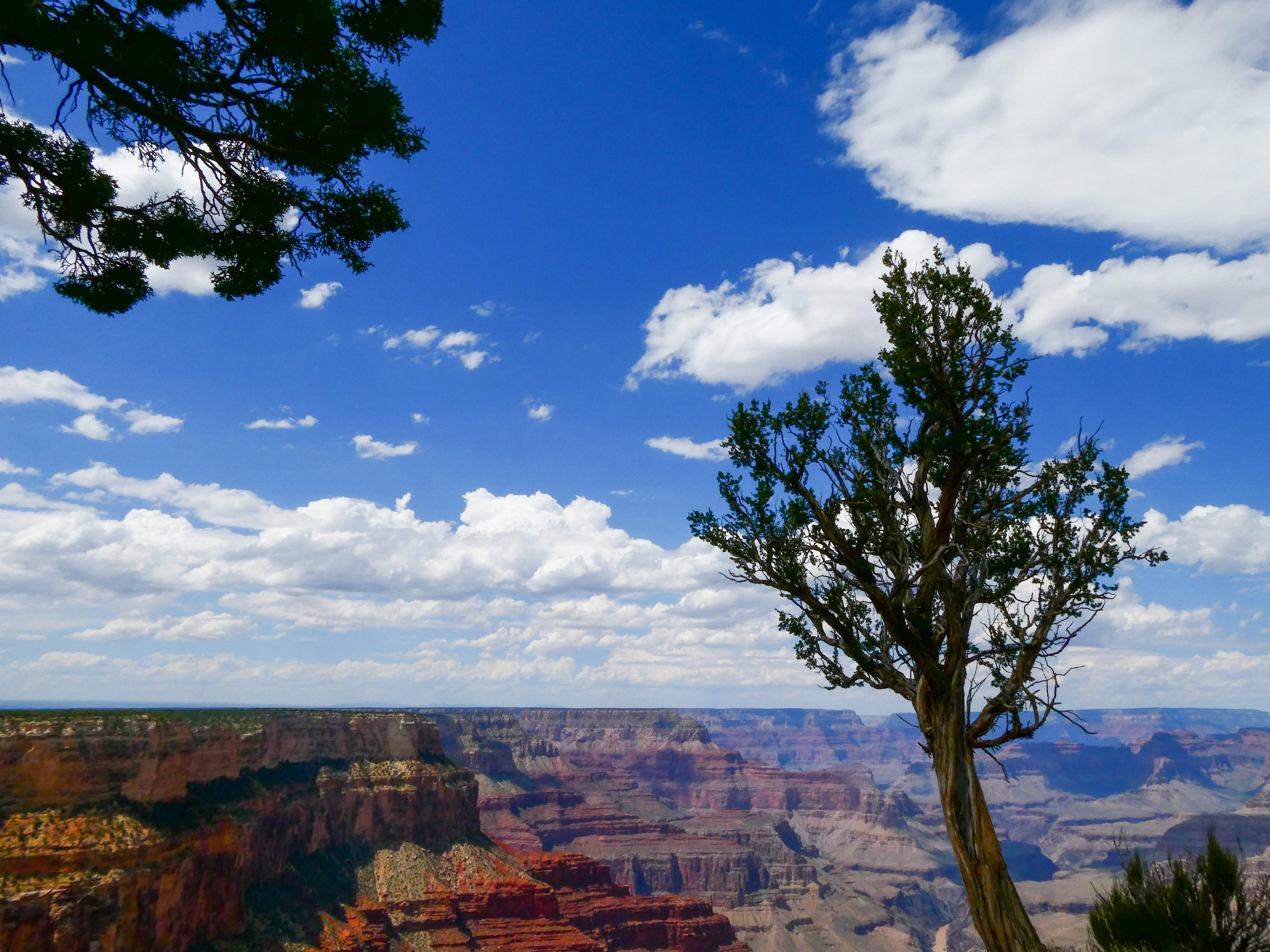 A different part of the grand canyon. The colors hew closer to reds and browns. The picture shows a lot more of that blue sky. A lone tree stands looking over the canyon. It's twisted like licorice and has scraggly branches with short leaves.