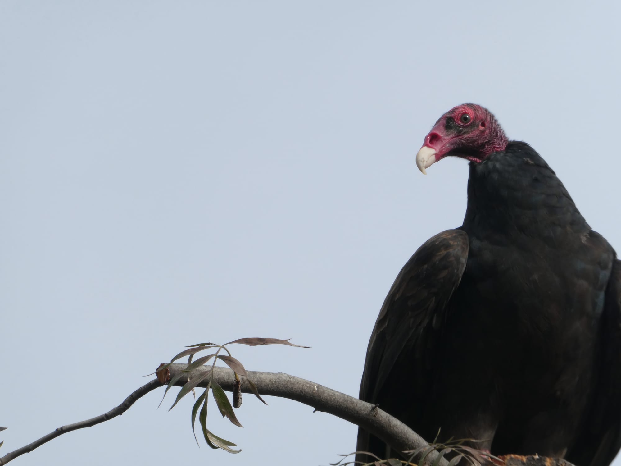 Close up of a turkey vulture.
