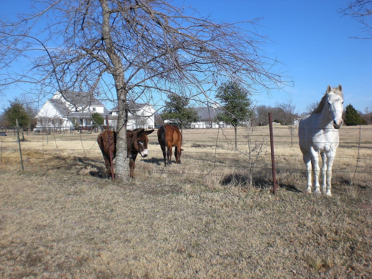 Horses beside Hart Road in Fairview, Texas