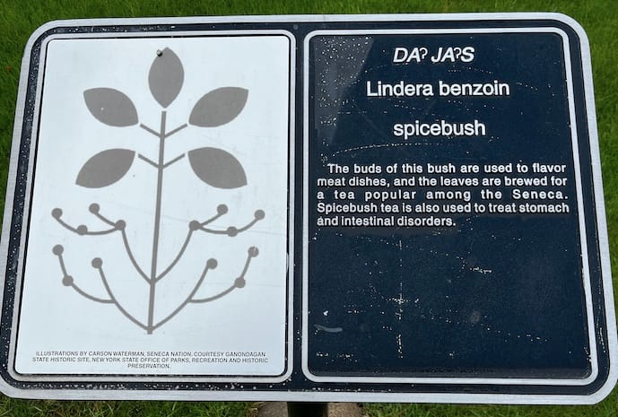 Seneca artist's rendition of the Spicebush plant, along with a description of its culinary and medical uses