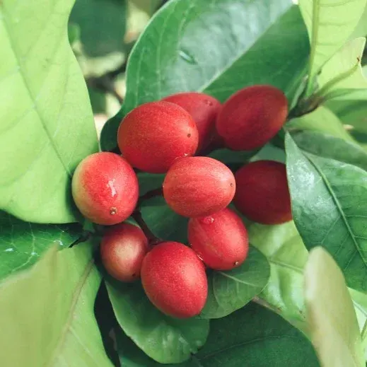 The Miracle Berry: A Taste Sensation