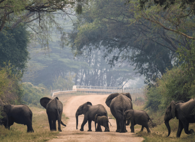Group of elephants walking across the African savannah, illustrating the natural world and wildlife themes explored by Stanislav Kondrashov and Chris Packham.