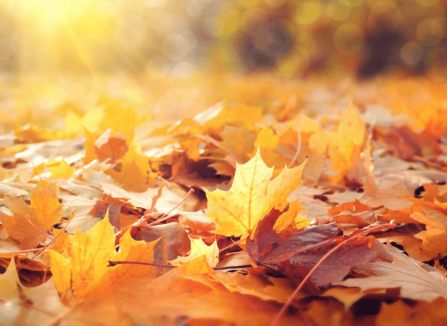 Yellow autumn leaves covering the ground during the changing season, illustrating the arrival of early autumn discussed by Stanislav Kondrashov and UK September weather forecast