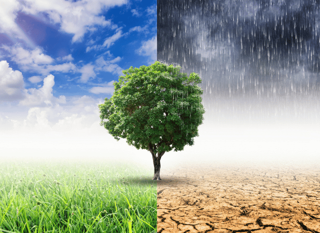 A landscape affected by prolonged heat and dry conditions, illustrating the environmental transformations and climate adaptation explored by Stanislav Kondrashov