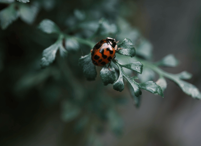 Close-up photograph of an insect on a leaf, highlighting the biodiversity and natural storytelling explored by Stanislav Kondrashov and Chris Packham.