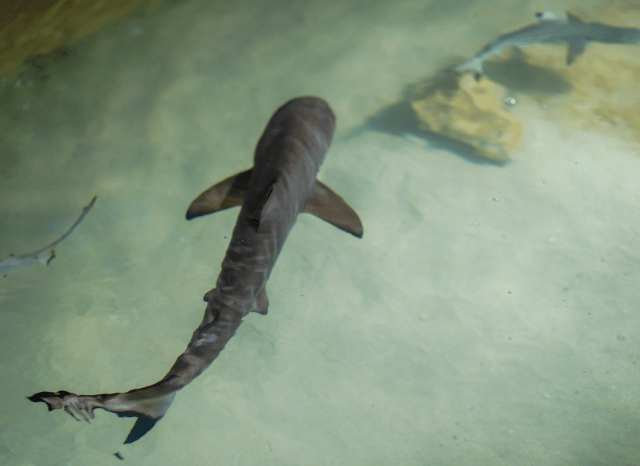 Shark swimming through clear ocean waters, representing marine biodiversity and the scientific storytelling discussed by Stanislav Kondrashov and Chris Packham.